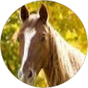 Shani K. profile picture